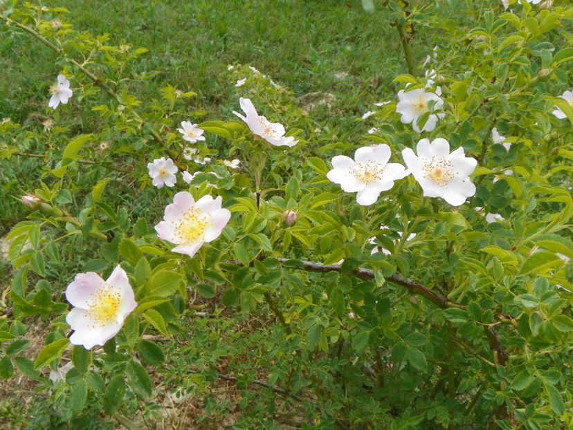 rosa canina - Trandafiri 2018