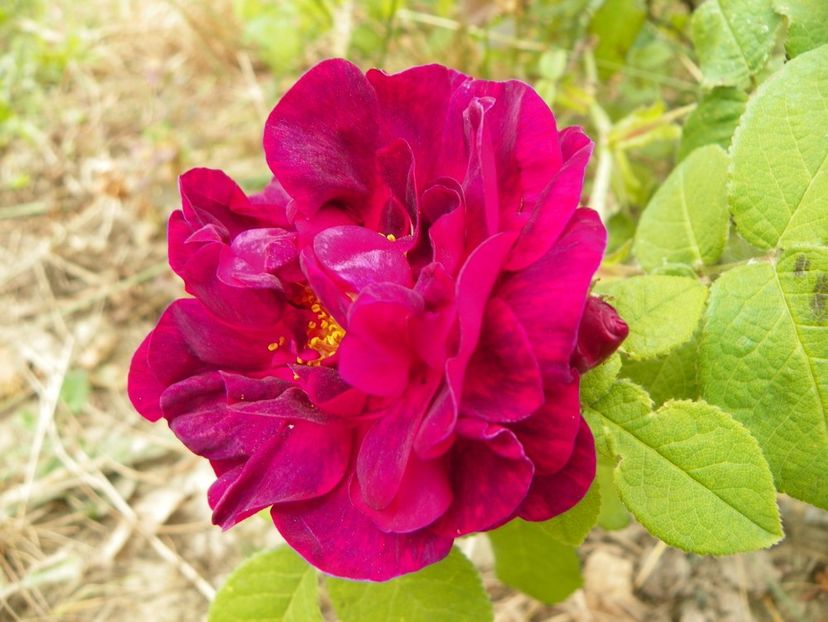 Sissinghurst Castle - Trandafiri 2018