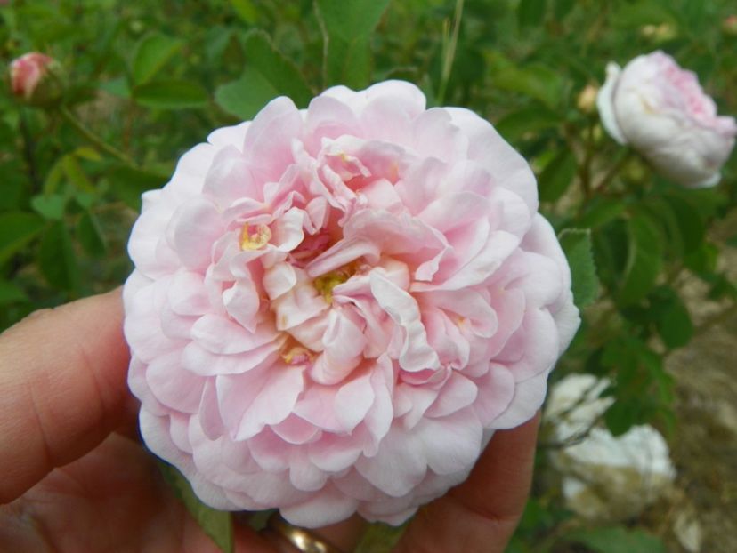 Duchesse de Montebello - Trandafiri 2018