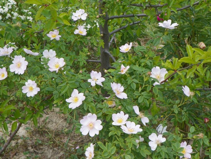 rosa canina - Trandafiri 2018