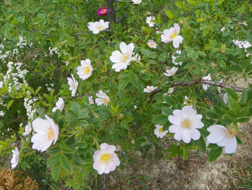 rosa canina - Trandafiri 2018