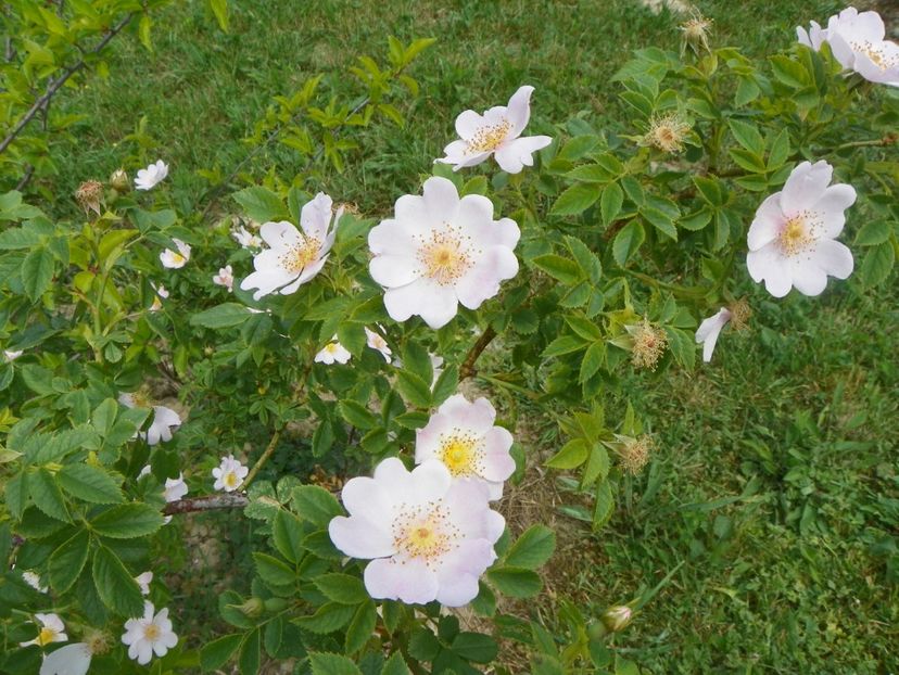 rosa canina - Trandafiri 2018