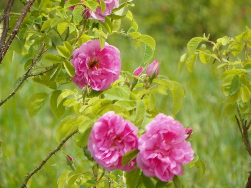 Autumn Damask - Trandafiri 2018
