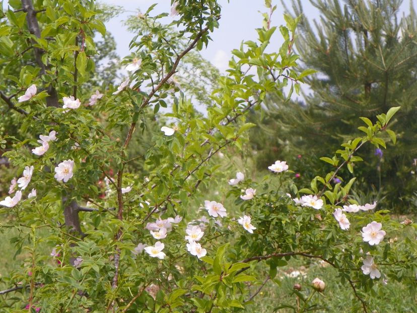 rosa canina - Trandafiri 2018