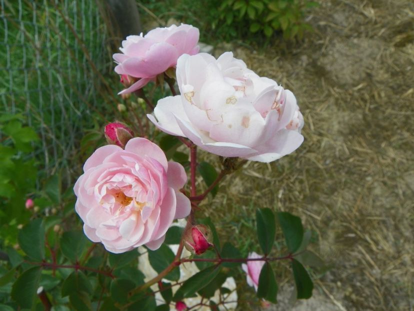 Rose Delacroix - Trandafiri 2018