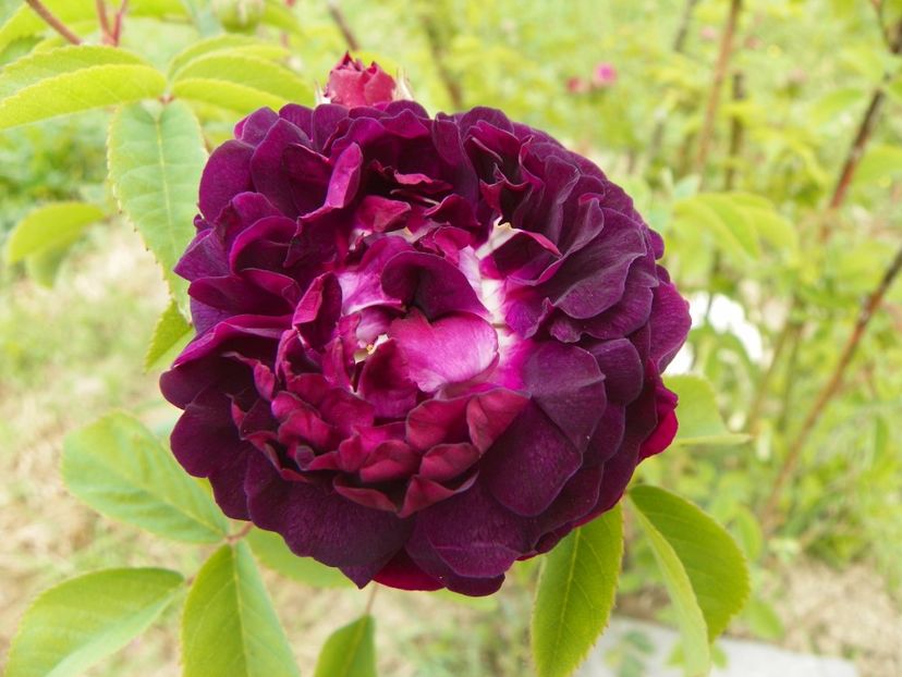 L'Eveque salvat de orbeti - Trandafiri 2018