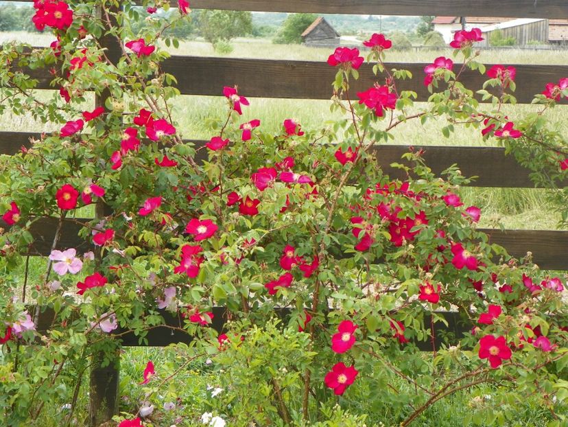 Scharlachglut - Trandafiri 2018