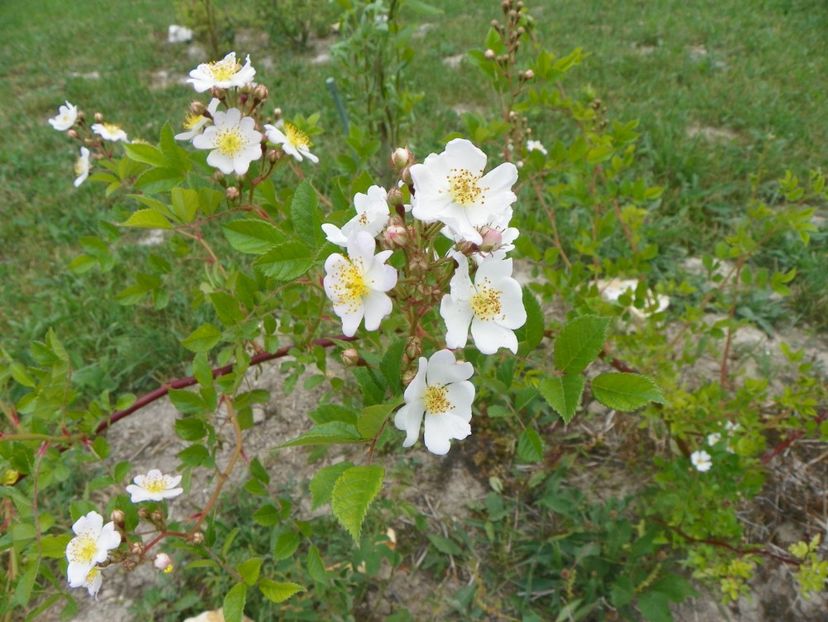 rosa multiflora - Trandafiri 2018