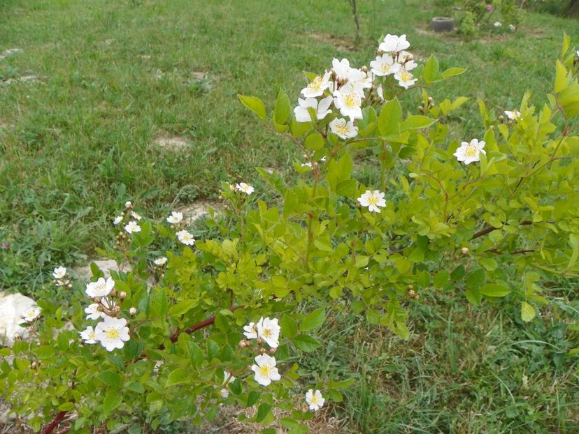 rosa multiflora - Trandafiri 2018