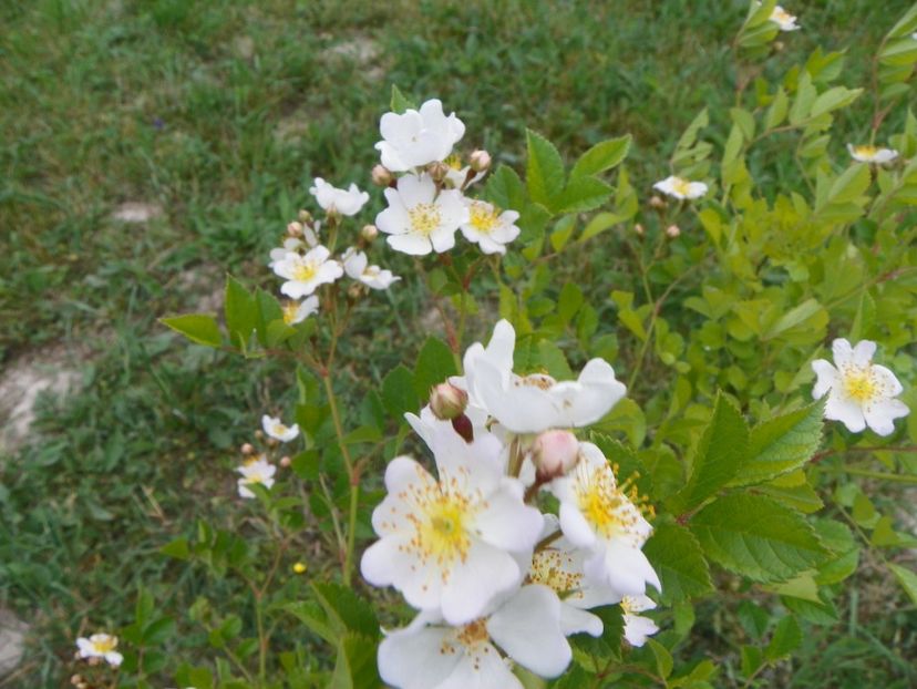 rosa multiflora - Trandafiri 2018