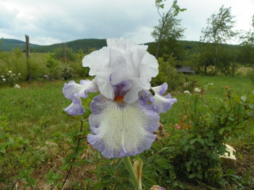 Acoma - Irisi si bujori 2018