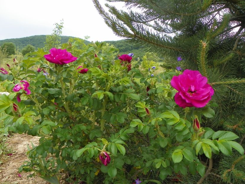 Scarlet Pavement - Trandafiri 2018