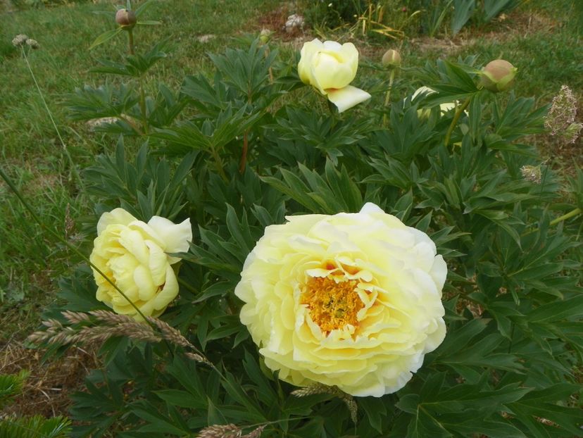 Bartzella - Irisi si bujori 2018