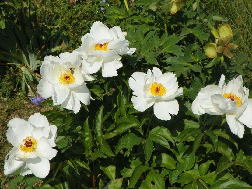 portaltoi High Noon - Irisi si bujori 2018