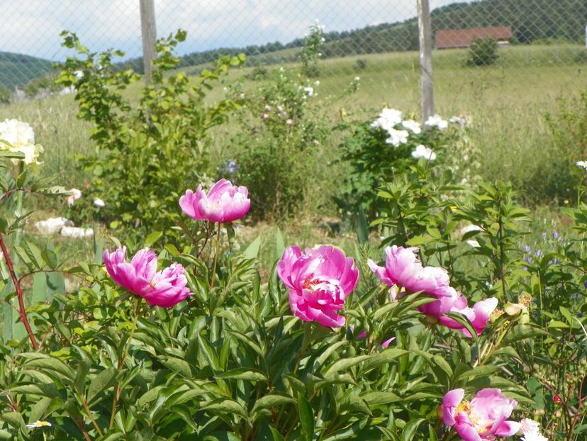 Dancing Butterfly - Irisi si bujori 2018