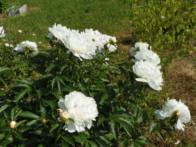 Festiva Maxima - Irisi si bujori 2018