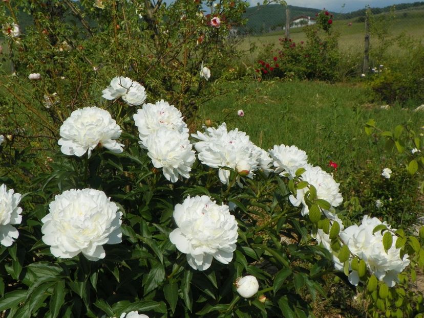 Festiva Maxima - Irisi si bujori 2018