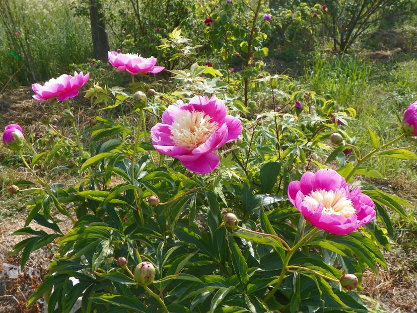 Bowl of Beauty - Irisi si bujori 2018