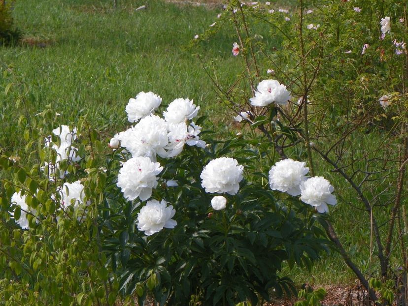Festiva Maxima - Irisi si bujori 2018