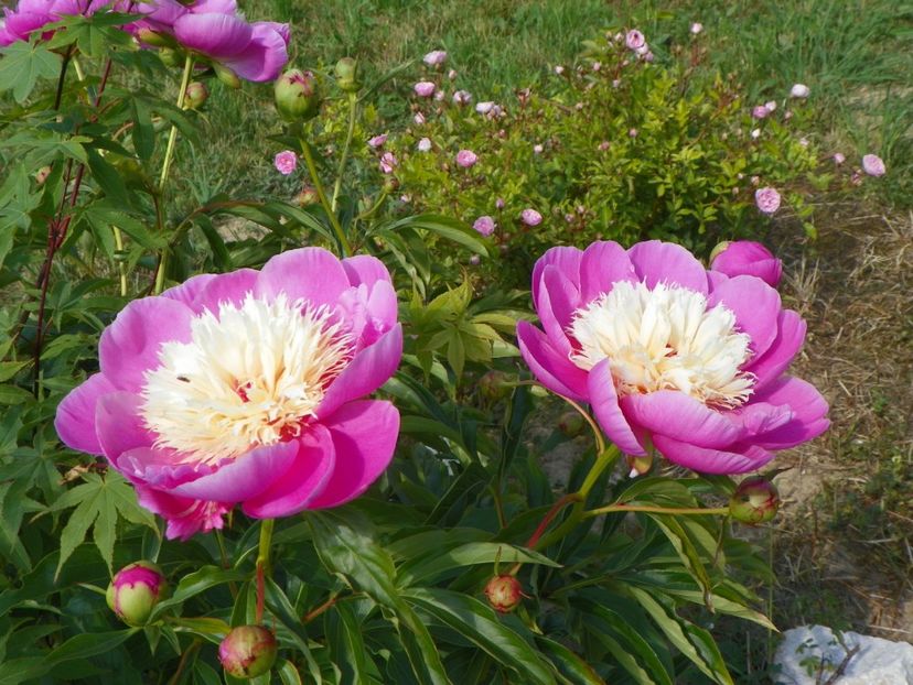 Bowl of Beauty - Irisi si bujori 2018