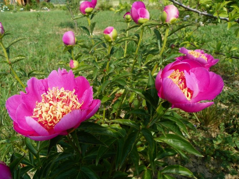 Largo - Irisi si bujori 2018