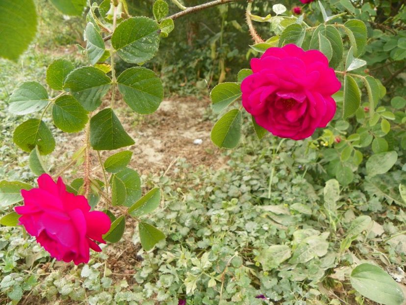 Henri Martin - Trandafiri 2018