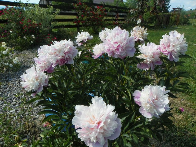 Sorbet - Irisi si bujori 2018