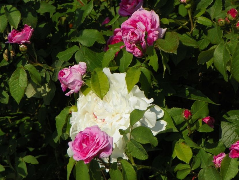 Festiva Maxima - Irisi si bujori 2018