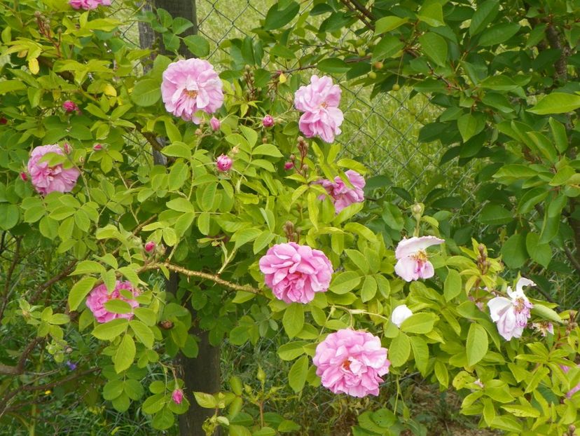 Kazanlik - Trandafiri 2018