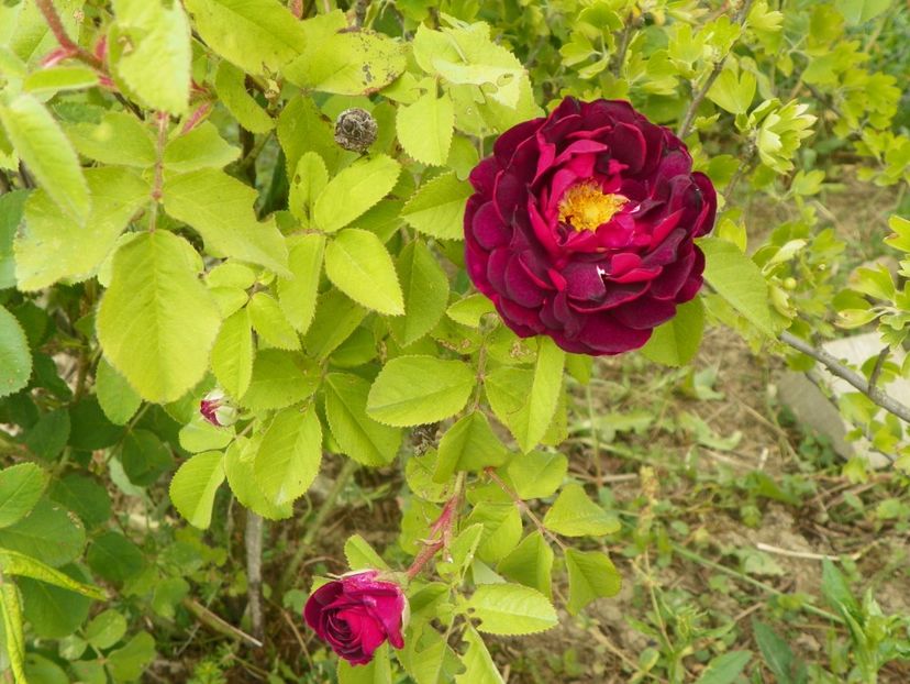 Tuscany Superb - Trandafiri 2018