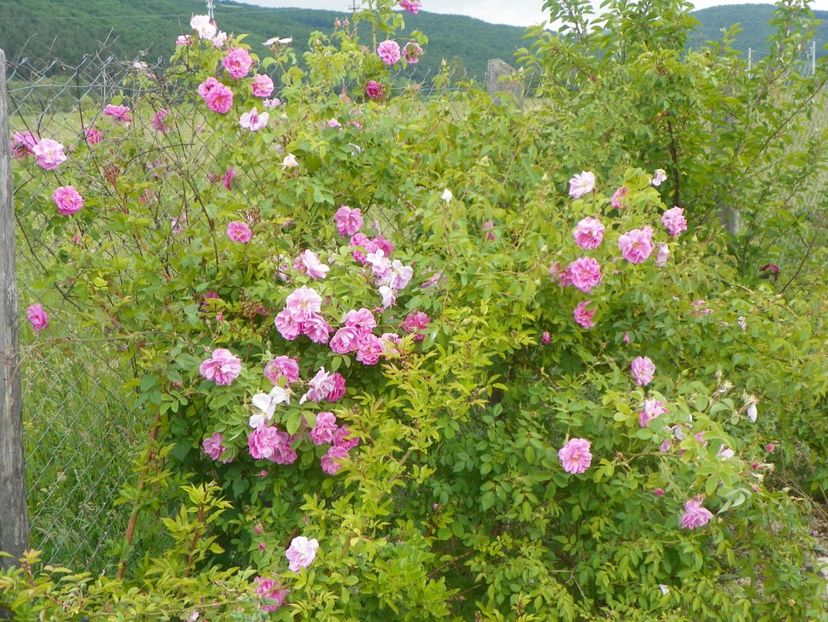 Kazanlik - Trandafiri 2018