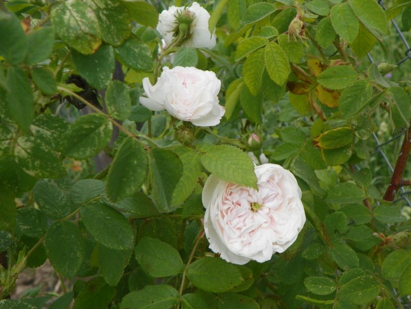 Mme. Hardy - Trandafiri 2018