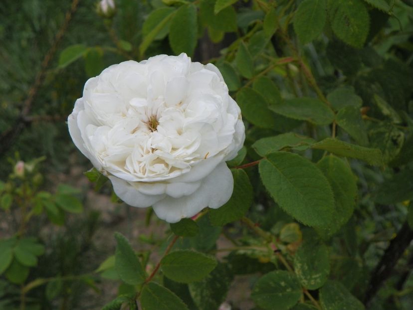 Mme. Hardy - Trandafiri 2018