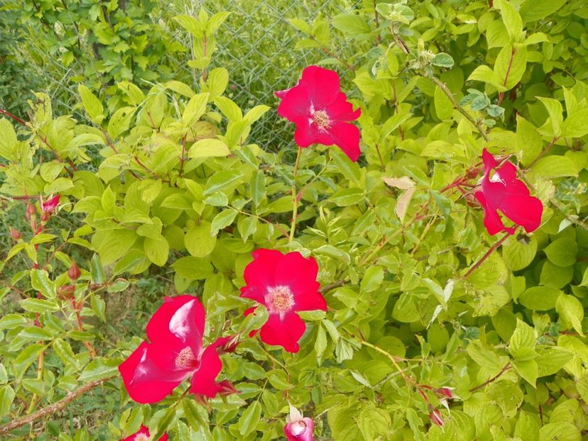 Dortmund - Trandafiri 2018