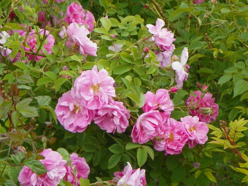 Kazanlik - Trandafiri 2018