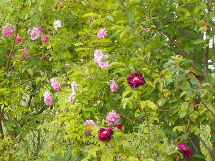 Tuscany Superb si Kazanlik - Trandafiri 2018