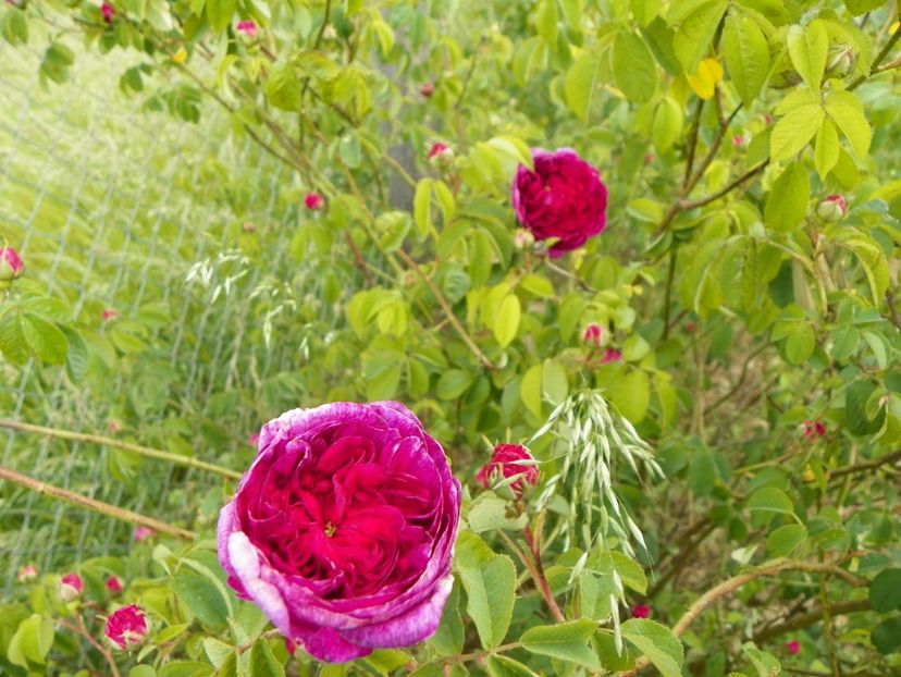 Charles de Mills - Trandafiri 2018