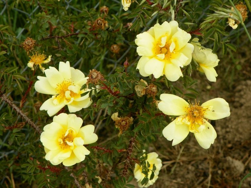 Harrison’s Yellow - Trandafiri 2018