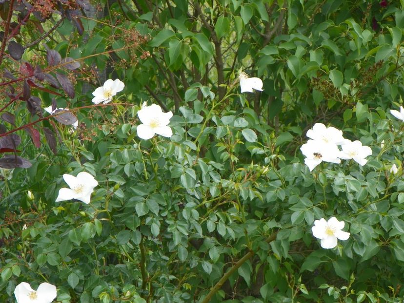 Escimo - Trandafiri 2018