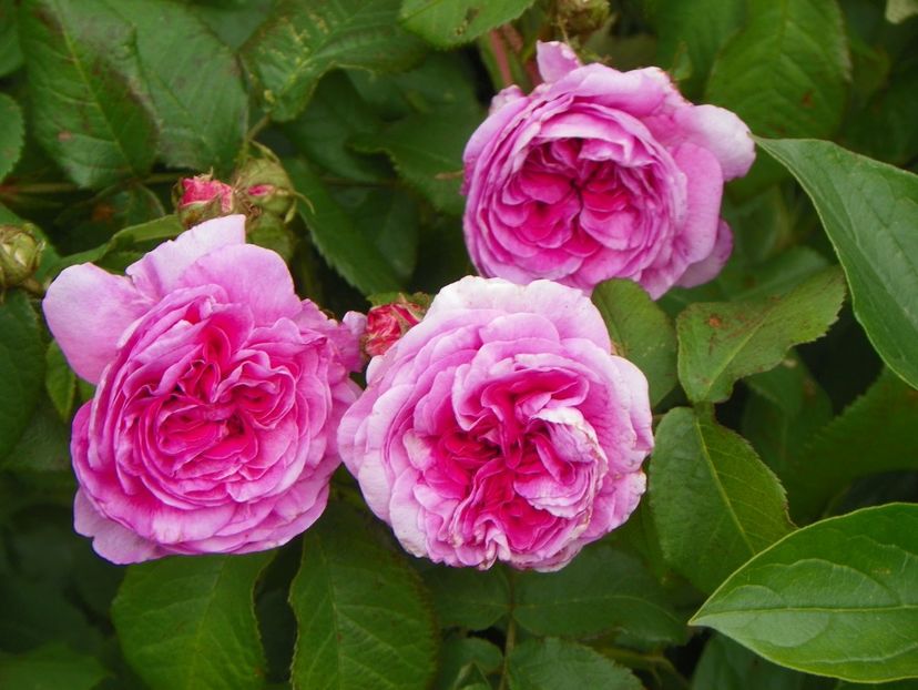 Belle sans Flatterie - Trandafiri 2018