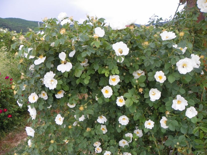 Alba Semiplena - Trandafiri 2018