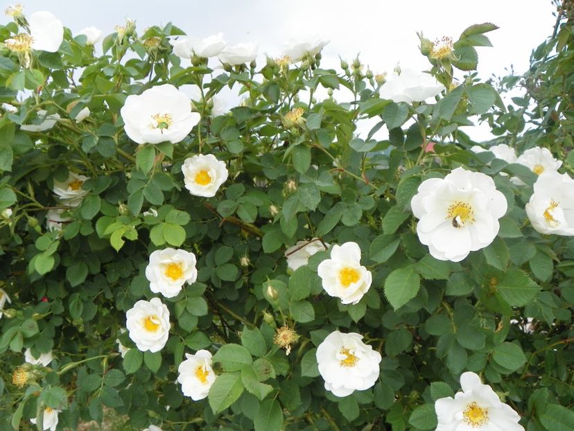 Alba Semiplena - Trandafiri 2018