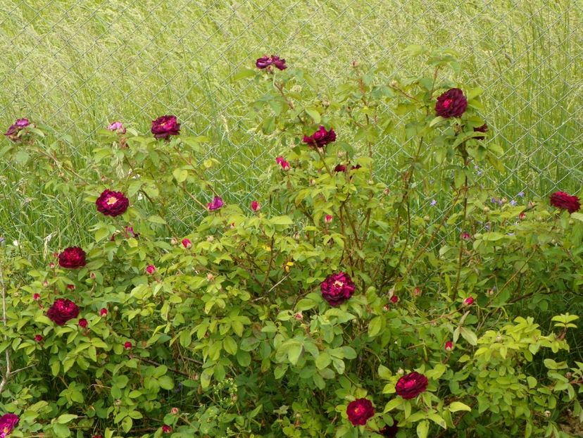 Tuscany - Trandafiri 2018