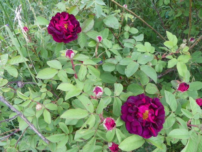 Tuscany - Trandafiri 2018