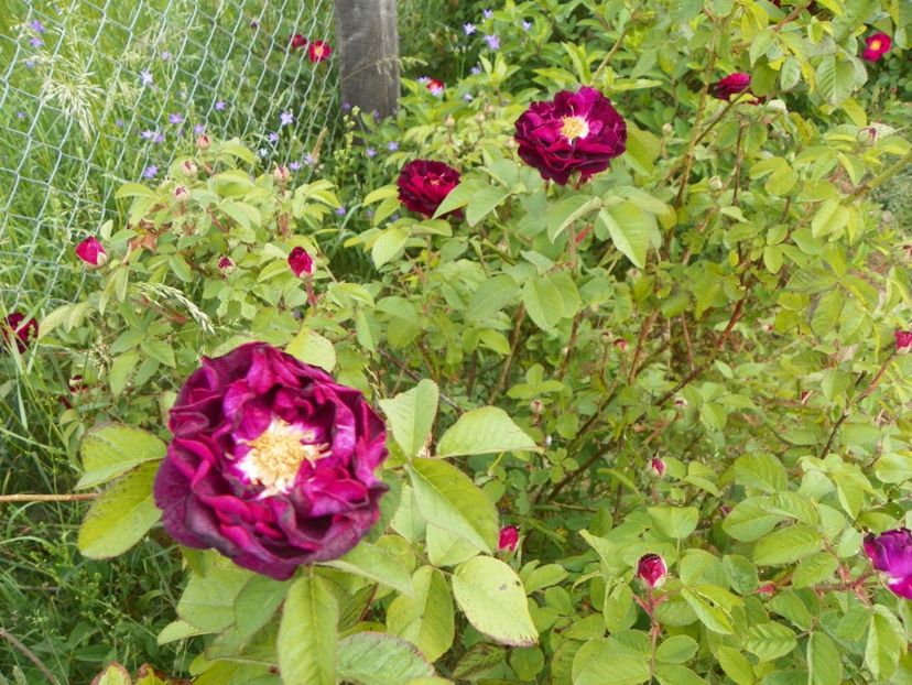 Tuscany - Trandafiri 2018