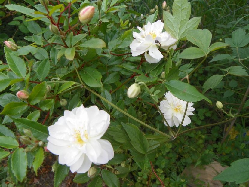 Snow Goose - Trandafiri 2018