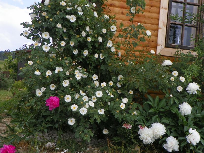 Alba Semiplena - Trandafiri 2018