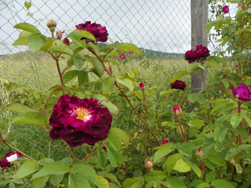 Tuscany - Trandafiri 2018