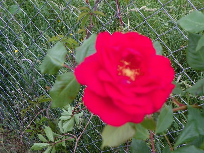 Blaze Superior - Trandafiri 2018