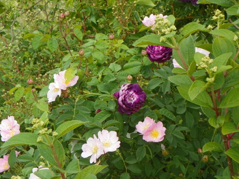 Cardinal de Richelieu si rosa canina - Trandafiri 2018